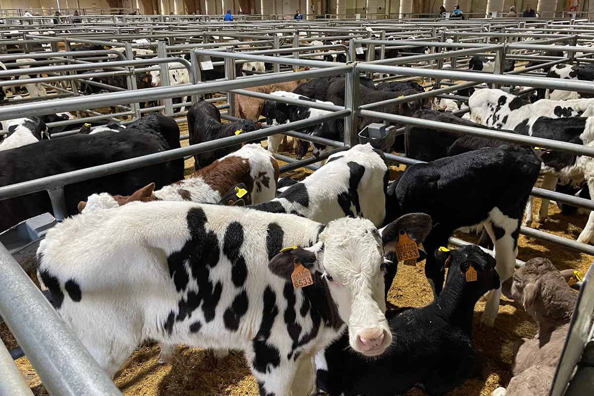 Subas de prezo na recría en Silleda e baixada dos xatos carniceiros e das vacas