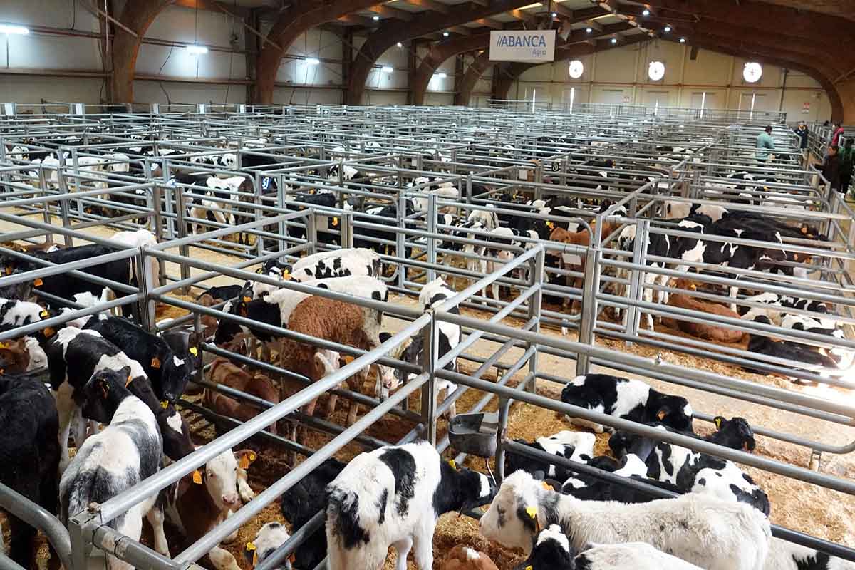 Segunda semana consecutiva de suba dos xatos frisóns en Silleda