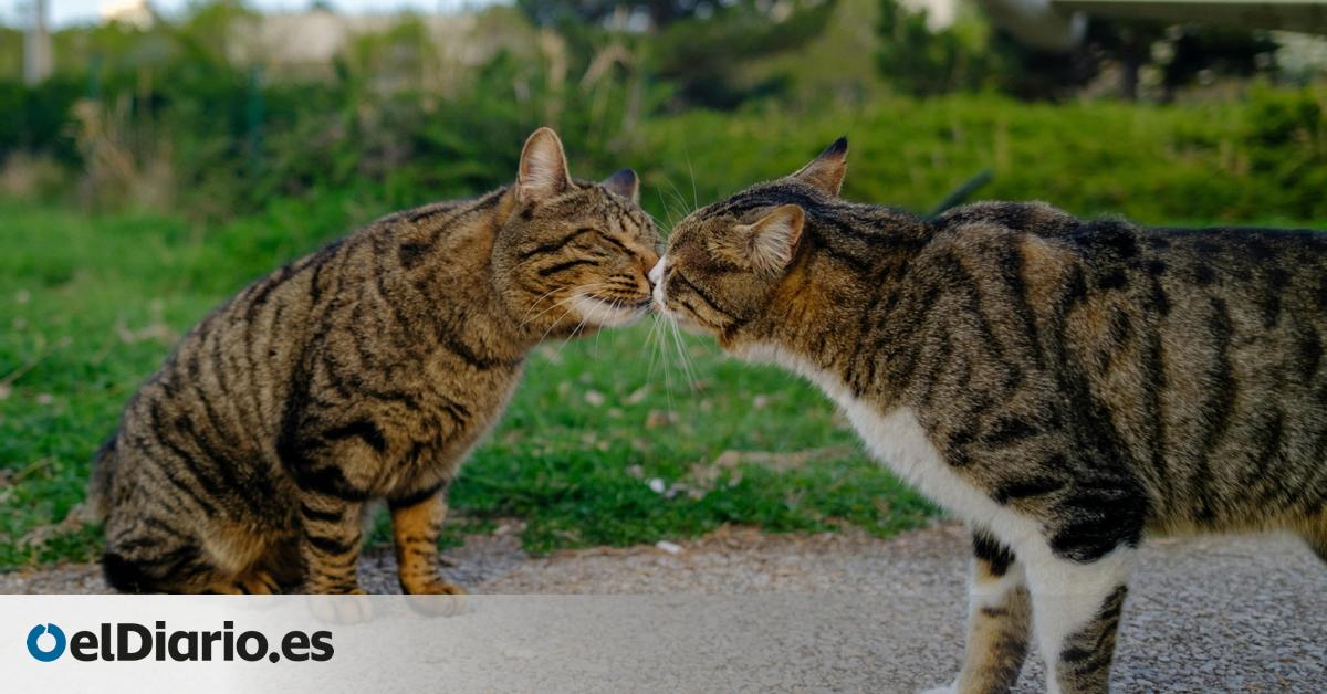 ¿Una mejor comunicación entre mamíferos? La ciencia estudia la razón por la que algunos animales se besan 'nariz con nariz'