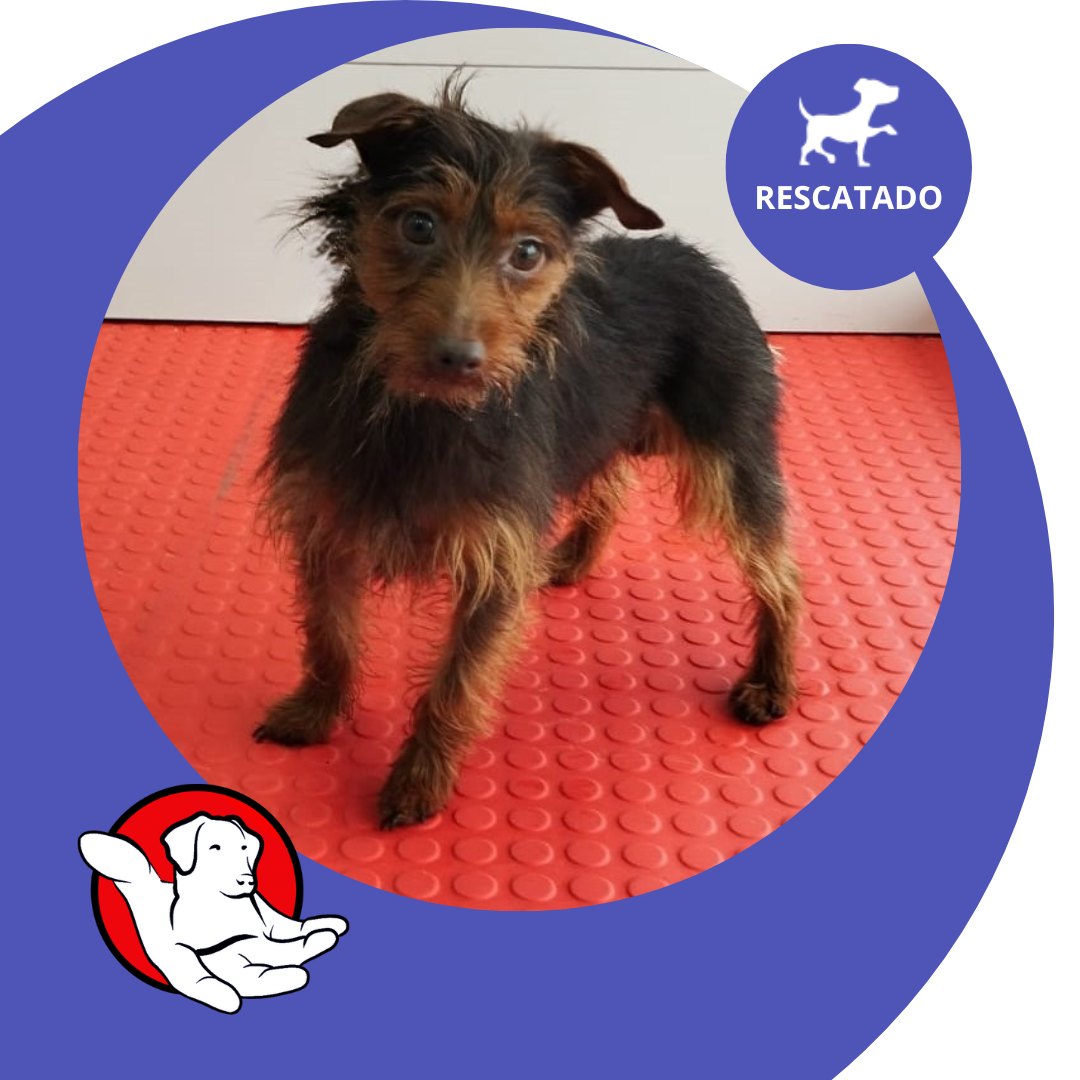 O Concello de Noia fai un chamamento para atopar os fogares de varios cans rescatados no termo municipal