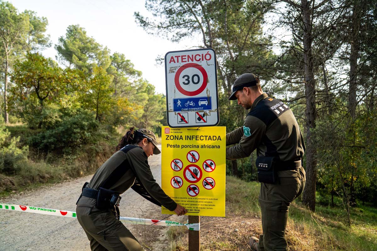 Proposta contra a peste porcina: crear unha “zona branca”, sen xabaríns, arredor do foco