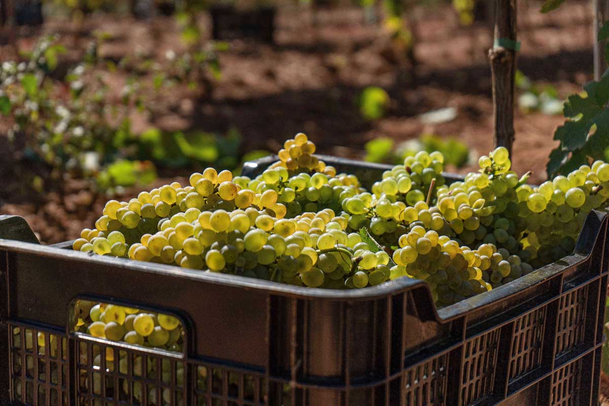 O Roteiro do Viño Monterrei promove unha nova edición da Primavera de Portas Abertas