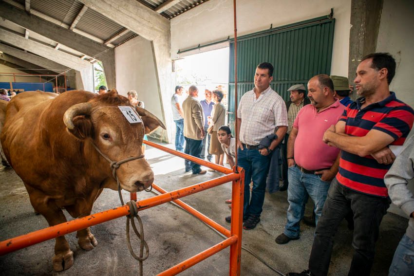 O mellor gando vacún da montaña de Lugo, este sábado na Feira de San Marcos da Fonsagrada