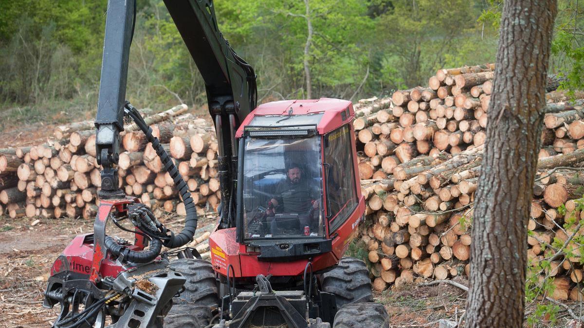 A cadea forestal estabiliza o seu negocio en Galicia: case 2.500 millóns de euros