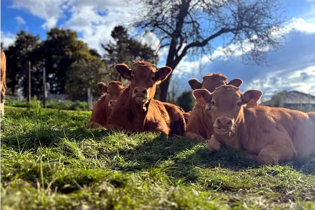 Situación actual e perspectivas do mercado da carne de vacún en Galicia: prezos e demanda