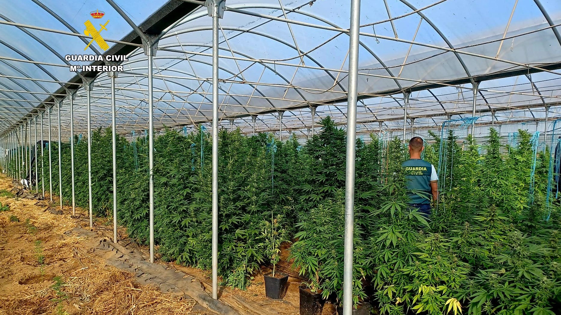 A Garda Civil incáutase de máis de dúas toneladas de marihuana nun invernadoiro en Melide