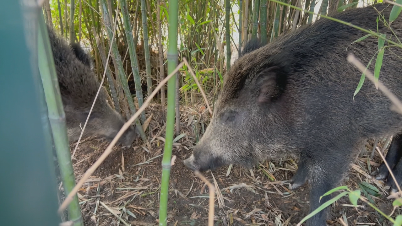Propoñen crear un grupo de traballo para estudar como combater os danos do xabaril