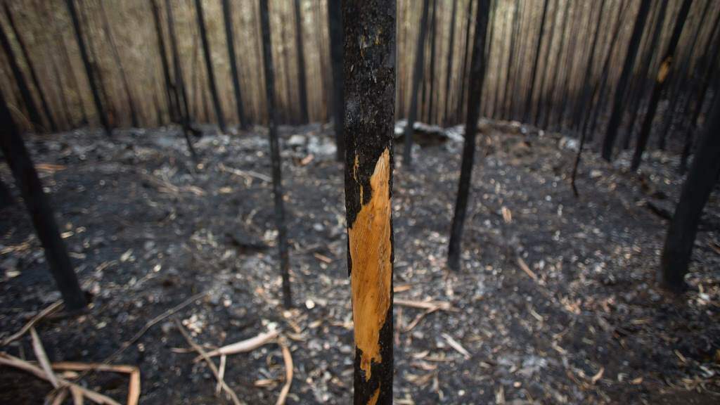 Detidas dúas persoas por 17 incendios forestais provocados en Vilalba