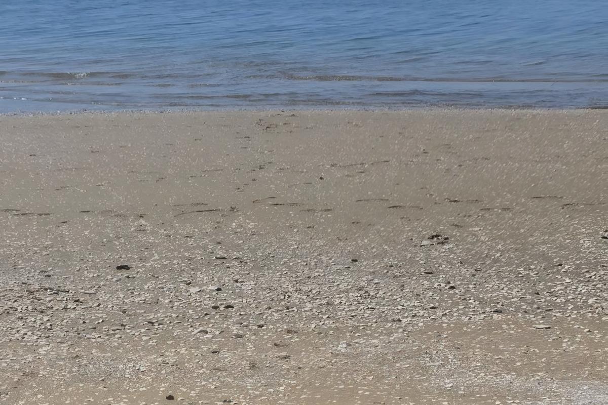 O outono tamén é tempo de cunchas: por que algunhas praias galegas aparecen cubertas delas neste tempo?