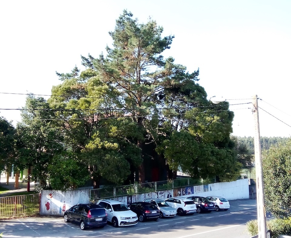 A veciñanza pide a poda do ”arboredo descontrolado” no CEIP de Buño