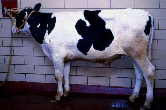 Dermatose Nodular: A Xunta ampliará ata o 30 de novembro o peche de feiras e mercados