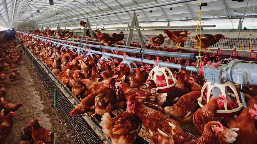Confinadas máis de 25 millóns de aves de curral na Galiza a causa da gripe aviaria