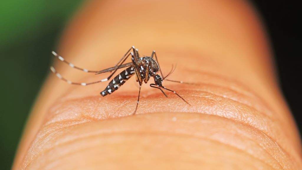 O mosquito tigre xa está presente en 12 concellos galegos