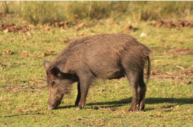 Pode a caza controlar o xabarín en Galicia, ante a ameaza da peste porcina?